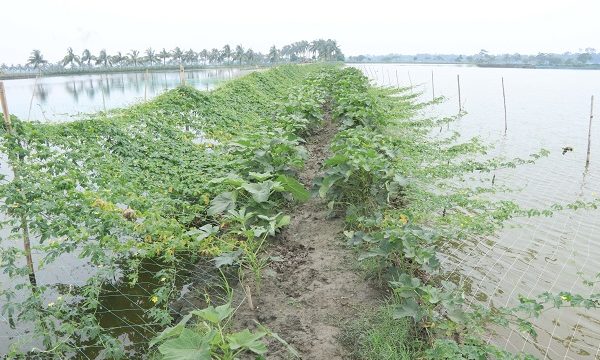 তালায় ঘেরের আইলে সবজি চাষ, আর্থিকভাবে লাভবান কৃষকরা