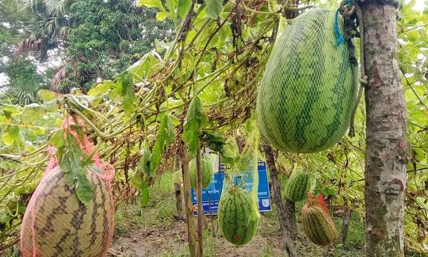 উপকুলীয় জনপদে অসময়ের তরমুজ কৃষিতে আলো ছড়াচ্ছে