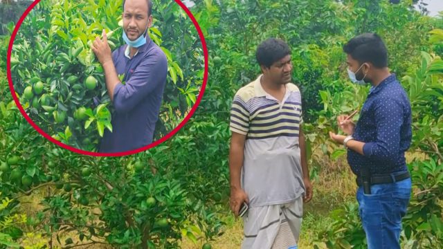 ডুমুরিয়ায় বারি মাল্টা চাষে ভাগ্য বদলের স্বপ্ন কৃষকের