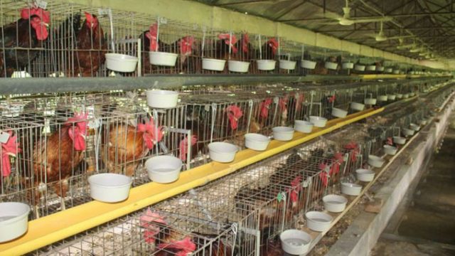 বাউ মুরগি: ফার্মে পালন করা হলেও স্বাদে যেন দেশি মুরগি