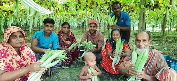 ডুমুরিয়ায় চিচিঙ্গা চাষে সফল ইসলাম বিশ্বাস