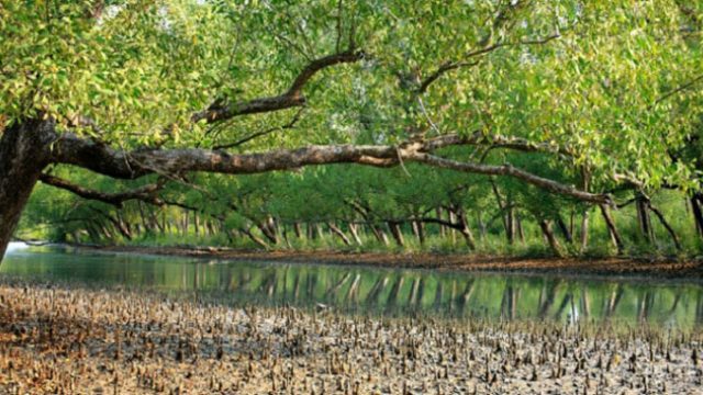 পর্যটকদের জন্য উন্মুক্ত হছে সুন্দরবন