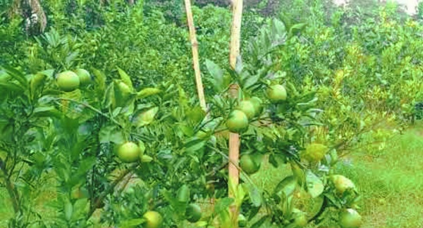 মাগুরায় মাল্টা চাষে মুন্না’র সাফল্য