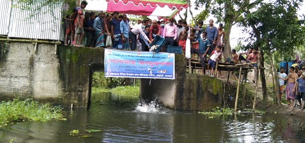 মোল্লাহাটে উন্মুক্ত জলাশয়ে ৮০০ কেজি পোনা  মাছ অবমুক্ত