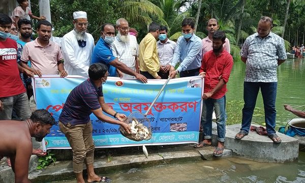 মোল্লাহাটে পোনা মাছ অবমুক্ত করা হয়েছে