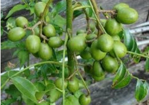 ডুমুরিয়ায় বানিজিক ভাবে চাষ হচ্ছে আমড়া