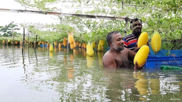 ডুমুরিয়ায় বানিজ্যিক ভাবে চাষ হচ্ছে হলুদ তরমুজ
