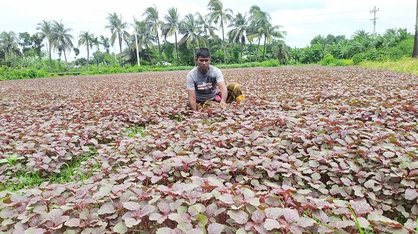 ডুমুরিয়ায় লাল শাকে লাভবান কৃষক আবু হানিফ মোড়ল