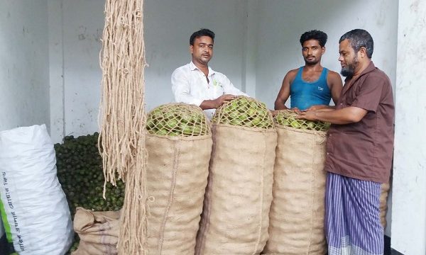 পিরোজপুরের কাউখালীতে আমড়ার বাম্পার ফলন হয়েছে