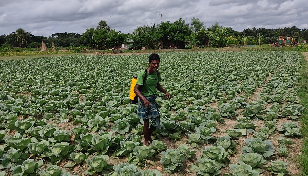 তালায় শীতকালীন আগাম সবজি চাষে ব্যস্ত কৃষকরা
