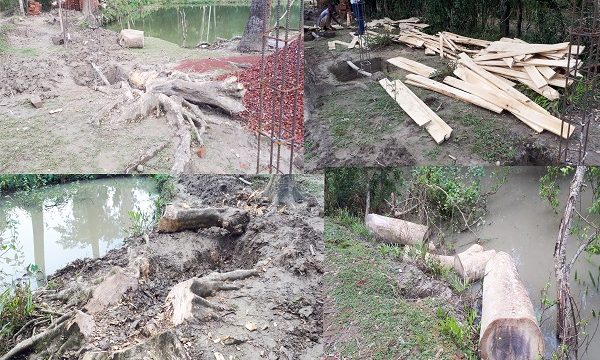 মোরেলগঞ্জে একটি বিদ্যালয়ের প্রধান শিক্ষকের বিরুদ্ধে বিদ্যালয়ের ১৭টি গাছ বিক্রির অভিযোগ