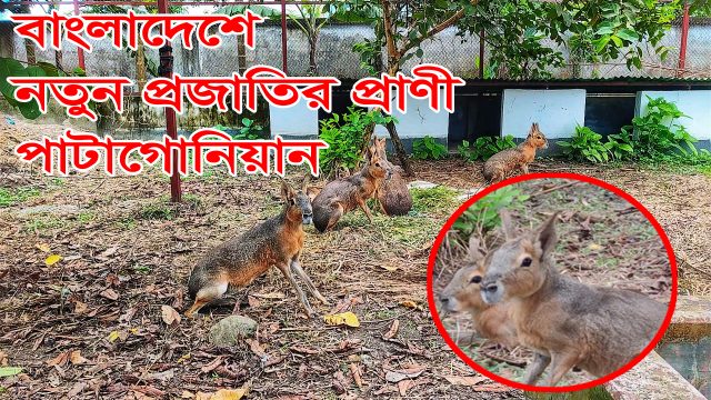 বাংলাদেশে নতুন প্রজাতির প্রাণী পাটাগোনিয়ান