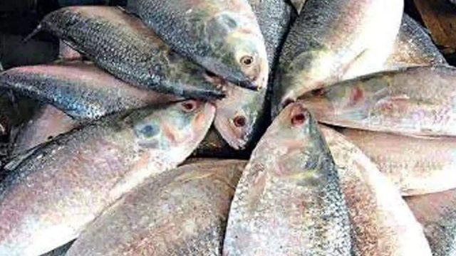 ভরা মৌসুমে চরা দামে ইলিশ