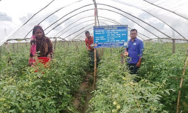 কয়রায় গ্রীষ্মকালীন টমেটো চাষে কৃষক গোপালের ঘুরে দাঁড়ানোর স্বপ্ন
