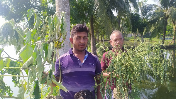 চিতলমারীতে ৫’শ টমেটো গাছ তুলে ফেলেছে দুর্বৃত্তরা