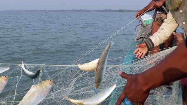 আজ থেকে ২২ দিন ইলিশ ধরায় নিষেধাজ্ঞা