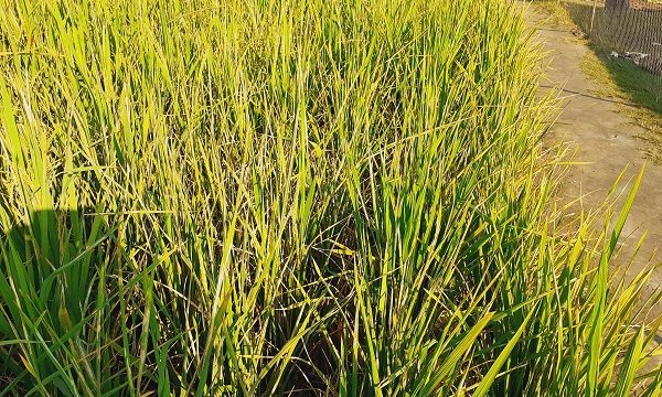 আমনে কারেন্ট পোকা দমনে রামপাল কৃষি বিভাগের নানা উদ্যোগ