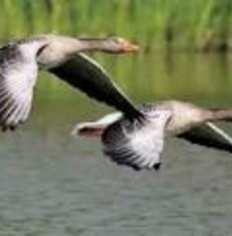 ডুমুরিয়ার বিভিন্ন বিলে অতিথি পাখির আগমন, পাখি শিকারীরা তৎপর