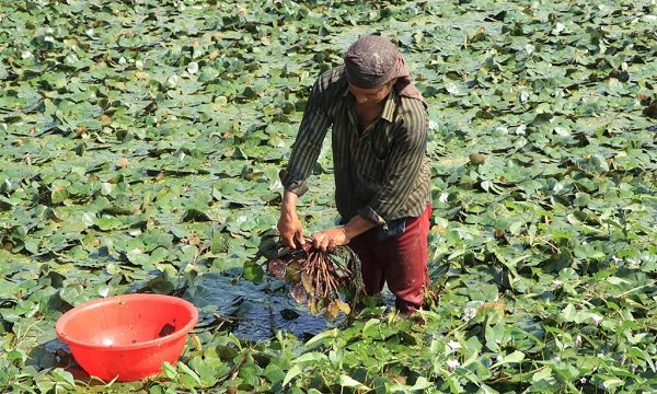 তালায় পানিফল চাষে আগ্রহ বাড়ছে চাষিদের জনপ্রিয় হয়ে উঠেছ পানি ফল