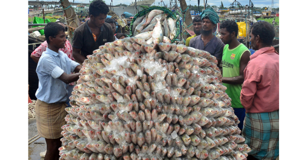 দশ দিনে সাড়ে ৯০ মেট্রিক টন ইলিশ গেল ভারতে