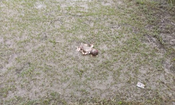 মোংলায় খাল থেকে নবজাতকের লাশ উদ্ধার