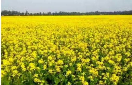 ডুমুরিয়ায় সরিষা ফুলের হলুদ রাজ্যে মৌমাছির গুঞ্জনে মুখরিত ফসলের মাঠ