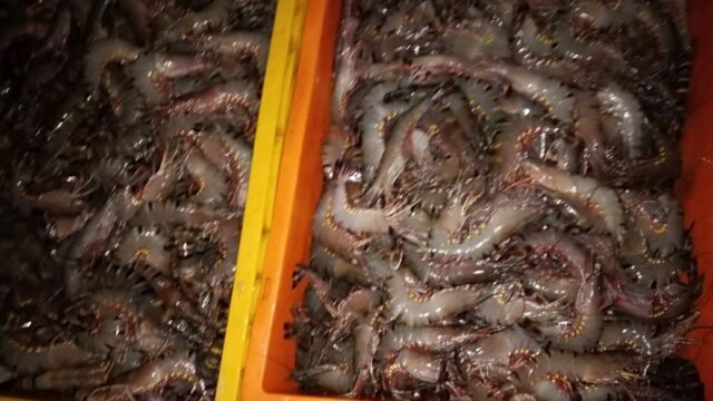 চিংড়িতে অবৈধভাবে জেলী পুশ করার দায়ে খুলনায় দুজনকে অর্থদণ্ড