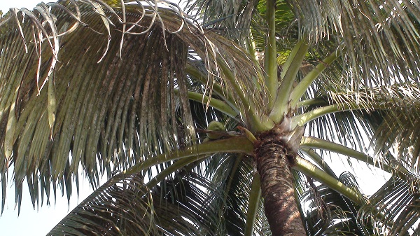 বাগেরহাটে নারকেল গাছে হোয়াইট ফ্লাই’র আক্রমণ, কমেছে উৎপাদন, মরছে গাছ