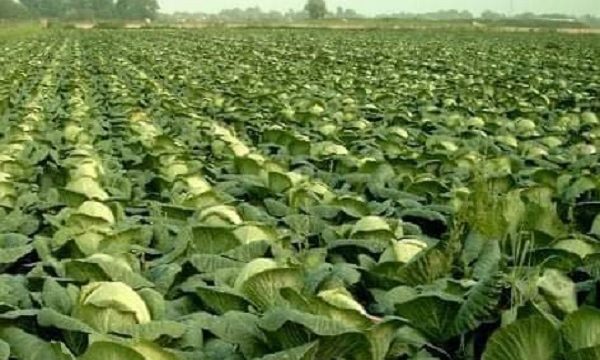 ডুমুরিয়ায় কোটি কোটি টাকার শীতকালীন সবজি উৎপাদন হয়েছে