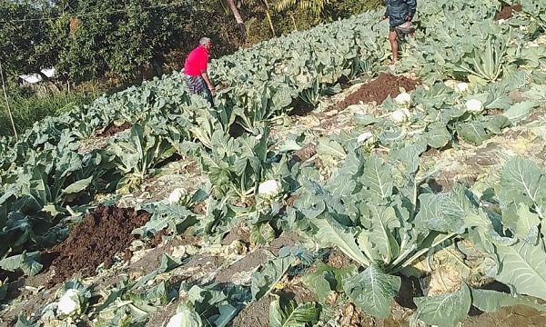 ডুমুরিয়ায় ফুলকপি চাষে লাভবান কৃষকেরা