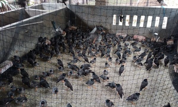 মোল্লাহাটে নতুন জীবন ফিরে পেল ৭ শতাধিক শালিক পাখি