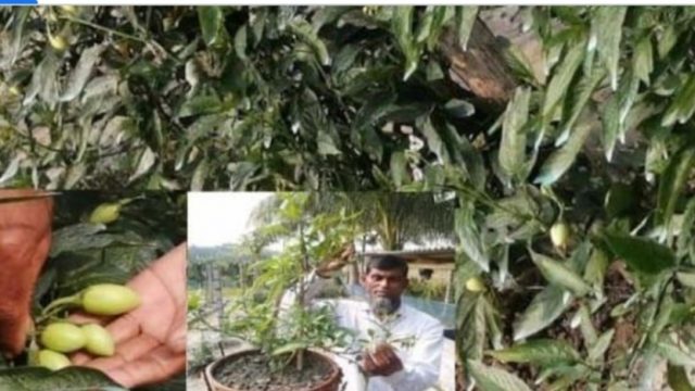 অষ্ট্রেলিয়ার পেপিনো মেলন গাছে ফলন ধরায় ডুমুরিয়ার চাষী রফিকুল ইসলাম খুশি