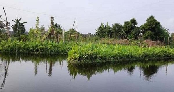 ডুমুরিয়ার জলাভূমিতে ‘ভাসমান’ পদ্ধতিতে সবজির শাকসবজি চাষ করেছেন