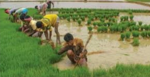 ডুমুরিয়ায় আগাম বোরোধানের চারা রোপণ শুরু