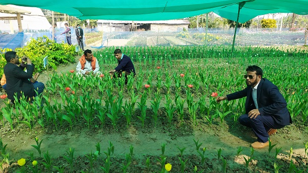 যশোর গদখালী বানিজ্যিক ভাবে ফুলের চাষ ও ফুলের রাজ্য যেন এক স্বর্গ উদ্যান