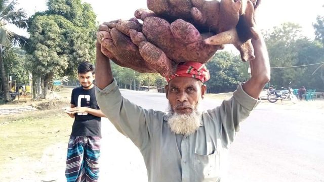 মাগুরায় হাজার টাকায় বিক্রি হলো ৩৫ কেজি মুন্সী আলু