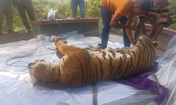 পূর্ব সুন্দরবনের খাল থেকে উদ্দার মৃত বাঘের ময়না তদন্ত সম্পন্ন