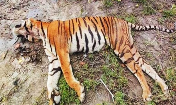 সুন্দরবনের খাল থেকে ভাসমান বাঘের মরদেহ উদ্ধার