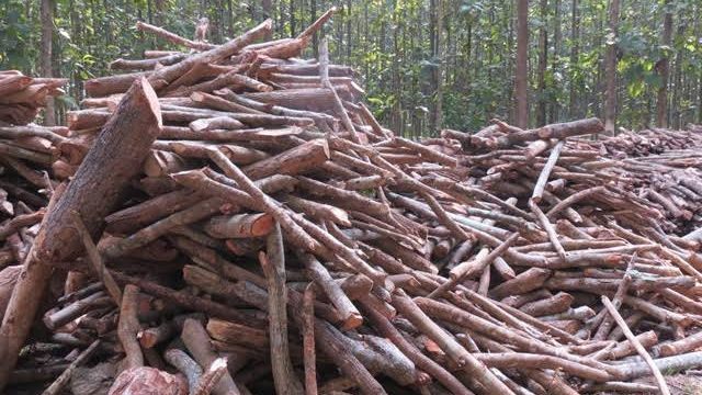 সুন্দরবন থেকে পাচার হলো কর্তন নিষিদ্ধ সুন্দরী ও গরান গাছ