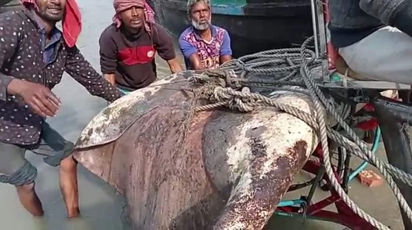 জেলের জালে ধরা পড়েছে শাপলাপাতা মাছ, ৬৫ হাজার টাকায় বিক্রি