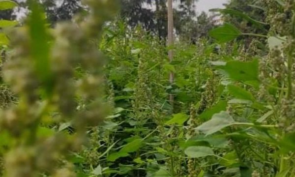 উপকুলীয় জনপদ কয়রায় প্রথম বারের মতো চাষ হচ্ছে সুপার ফুড কিনোয়া