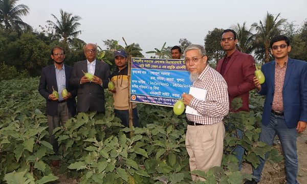 কয়রায় বারি উর্দ্ধতন বৈজ্ঞানিক কর্মকর্তাদের ফসলের মাঠ পরিদর্শন