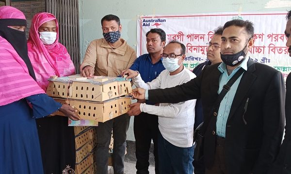 মোল্লাহাটে প্রশিক্ষণ প্রদান ও মুরগীর বাচ্চা বিতরণ
