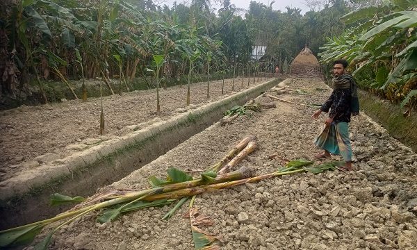 পূর্বশত্রুতার জের: মোরেলগঞ্জে ২০০ কলাগাছ উপড়ে ফেলেছে দুর্বৃত্তরা