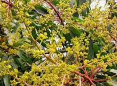 ডুমুরিয়ায় আমের মুকুলে বাতাসে মিশে সৃষ্টি করছে মৌ মৌ গন্ধ