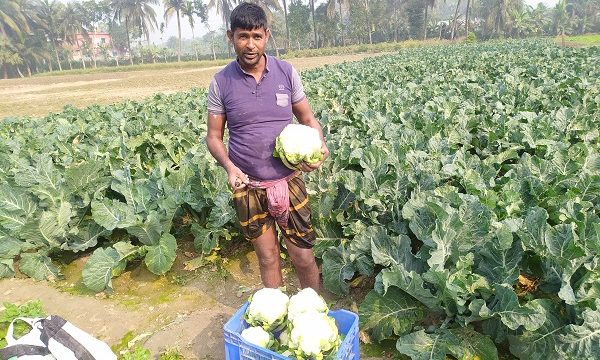 ডুমুরিয়ায় ফুল কপি বাম্পার ফলন হওয়ায় কৃষকদের মুখে হাসি