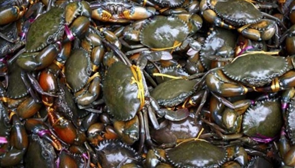 প্রজনন মৌসুমে সুন্দরবনে অবাধে মা কাঁকড়া শিকার