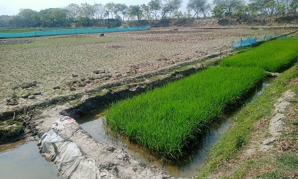 বটিয়াঘাটার কল্যানশ্রীতে জমিতে ধানের পাতো রোপনে বাধা দেওয়া ও  শ্লীলতা হানির ঘটনায় মামলা দায়ের