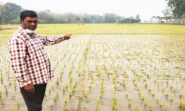 শার্শায় পূর্ব শত্রুতার জের ৪ বিঘা জমিতে লাগানো ইরিধান ঘাষ মারা বিষ স্প্রে করে পুড়িয়ে দিয়েছে
