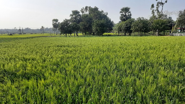 তালায় উৎপাদন খরচের তুলনায় মুনাফা না পাওয়ায় গম চাষে অনাগ্রহী কৃষকরা